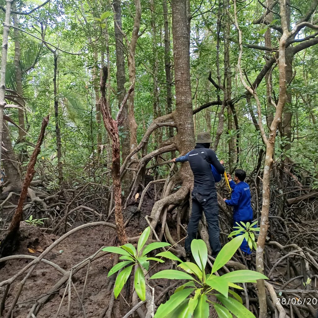 Pengambilan data WebGIS Mangrove Cerdas 4.0